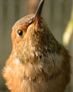 image of bird
